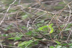 Tephrosia pentaphylla